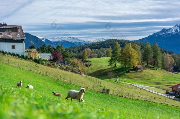 值得崇拜的羊和山看法