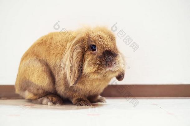 漂亮的小的复活节兔子