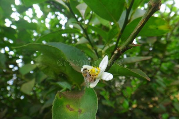 虫蜜蜂向白色的花关于lem向植物