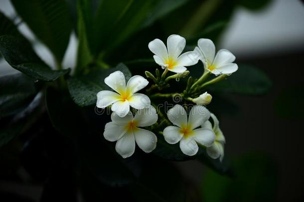 富有色彩的花采用指已提到的人花园.梅花花bloom采用g.