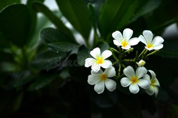 富有色彩的花采用指已提到的人花园.梅花花bloom采用g.