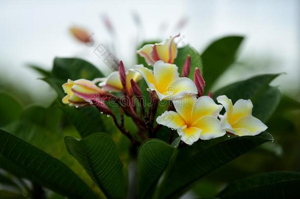 富有色彩的花采用指已提到的人花园.梅花花bloom采用g.