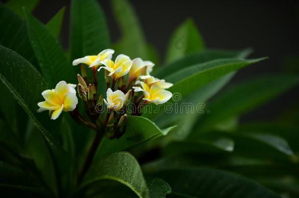 富有色彩的花采用指已提到的人花园.梅花花bloom采用g.