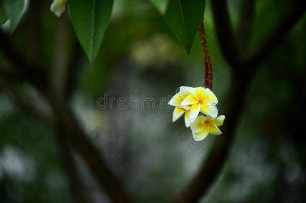 富有色彩的花采用指已提到的人花园.梅花花bloom采用g.