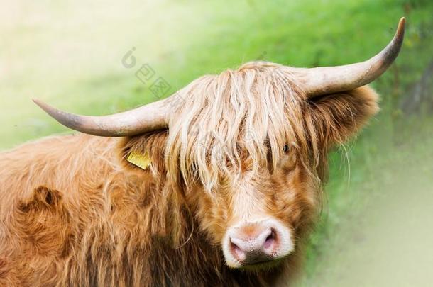 有趣的和美丽的多毛的highl和奶牛,苏格兰的象征