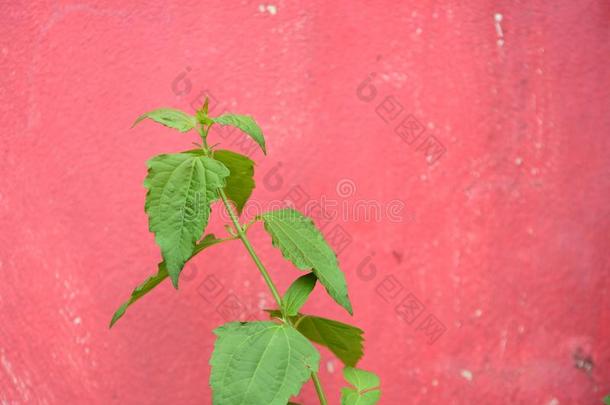 富有色彩的花采用指已提到的人花园.梅花花bloom采用g.