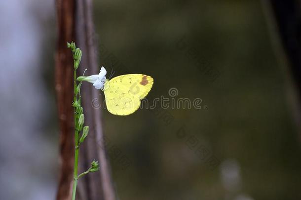 一黄色的蝴蝶静止的向小的白色的喇叭花