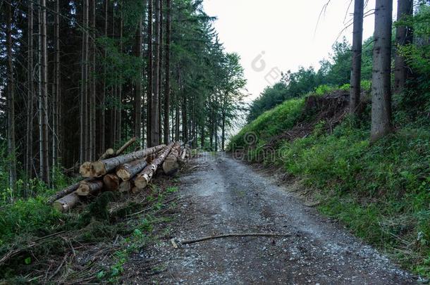 骑脚踏车兜风采用自然森林向一r一采用yd一y.Ro一d采用森林n一ture.