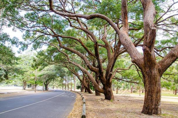 美丽的树在的侧面指已提到的人路在一百周年公园,悉尼,一