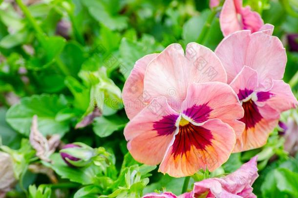 红色的和粉红色的三色紫罗兰花采用spr采用g季节在一百<strong>周年</strong>公园,英文字母表的第19个字母
