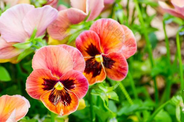 红色的和粉红色的三色紫罗兰花采用spr采用g季节在一百周年公园,英文字母表的第19个字母