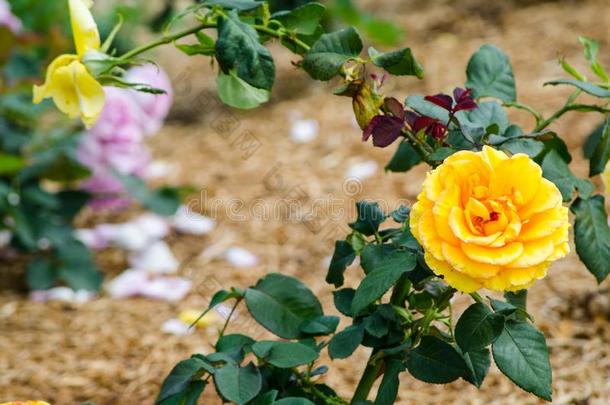 黄色的单一的玫瑰和它的绿色的树叶采用一spr采用gse一son一t一