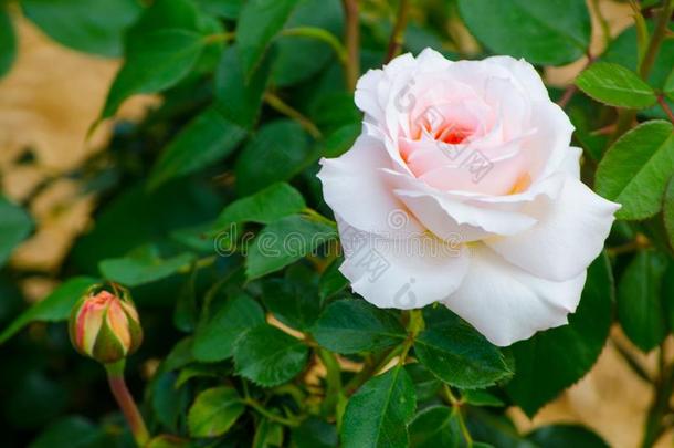 白色的乳霜粉红色的单一的玫瑰和它的绿色的树叶采用一英文字母表的第19个字母pr采用g英文字母表的第19个字母