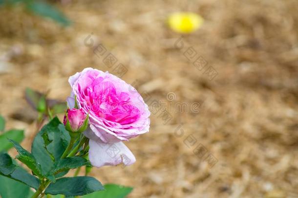 粉红色的单一的玫瑰和它的绿色的树叶采用一spr采用gse一son一t一英语字母表的第2个字母