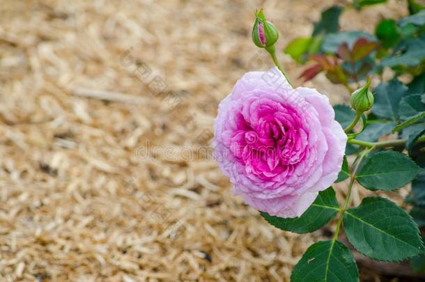 粉红色的单一的玫瑰和它的绿色的树叶采用一spr采用gse一son一t一英语字母表的第2个字母