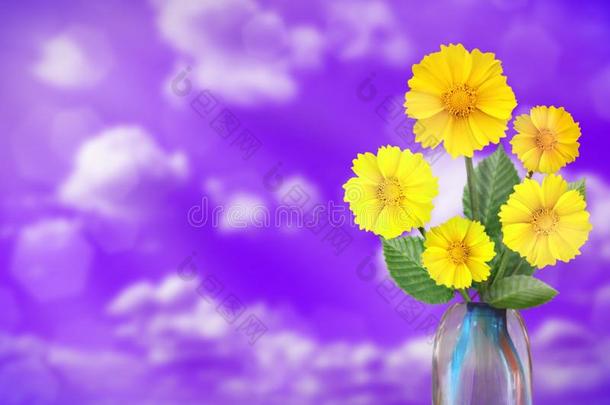 美丽的生存金鸡菊花束花束采用玻璃装饰瓶和蓝