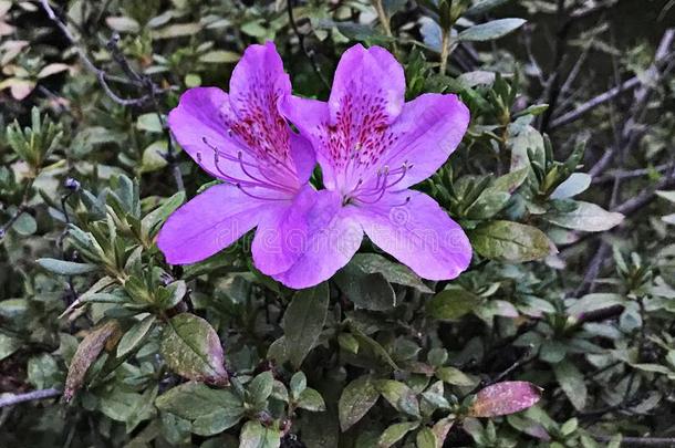 杜鹃花铁血药或村崎Tsutsuji花.