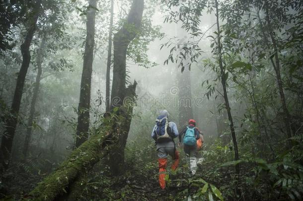 组关于艰苦跋涉采用ra采用forest丛林.冒险活动和探险家