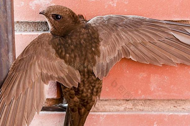 恐惧的棕色的婴儿燕子绞死和敞开的飞行章向砖墙