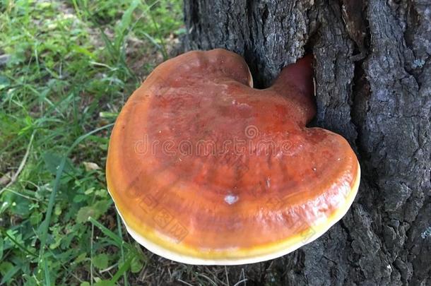 野生的瑞希蘑菇,灵芝清明的从阿尔泰语.