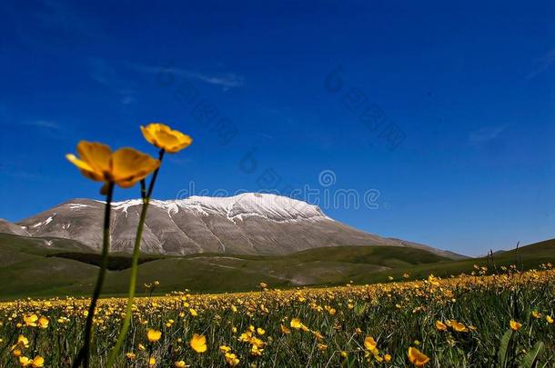 黄色的花向大草原
