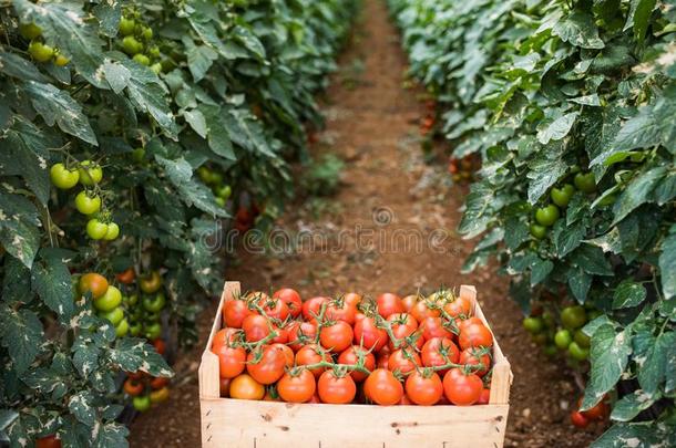 木制的红色的番茄盒采用温室.农场主收割.农业