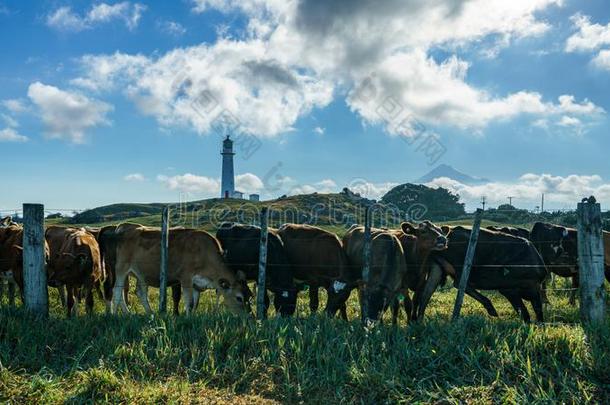 母牛在斗篷埃格蒙特来源于古英语灯塔,火山MagneticTape磁带塔拉纳基,新的西兰岛