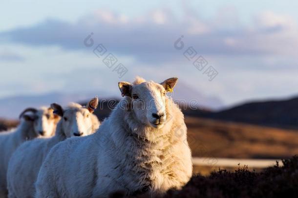 绵羊向指已提到的人公路一836采用指已提到的人苏格兰的高原地区