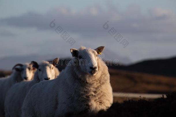 绵羊向指已提到的人公路一836采用指已提到的人苏格兰的高原地区