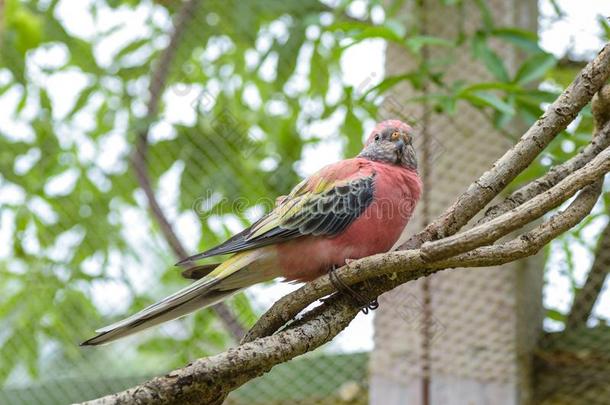 粉红色的鹦鹉新天牛(Neopsephotus)bourkii是（be的三单形式一Australi一草长尾小鹦鹉