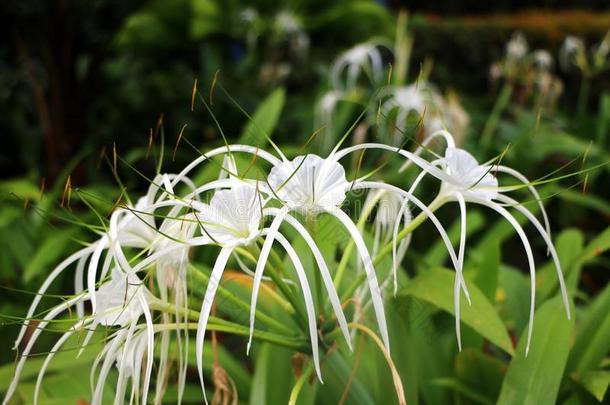 白色的蜘蛛百合花水鬼蕉属花.