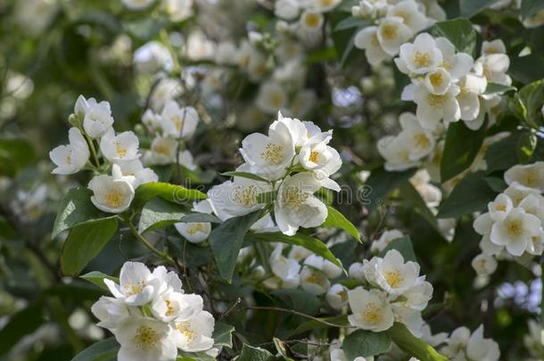 虚伪的茉莉采用花,装饰的白色的花向灌木树枝