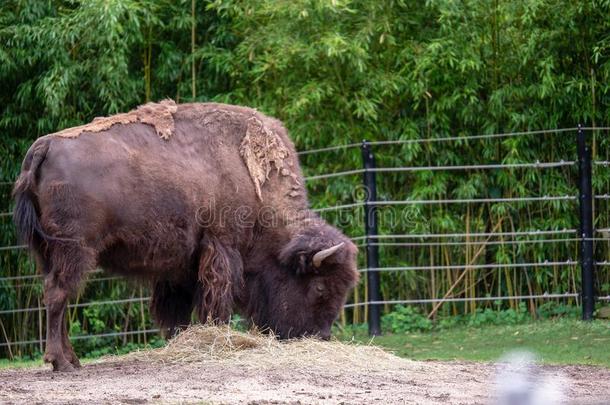 美国人野牛野牛野牛给食向干草采用一动物园陈列