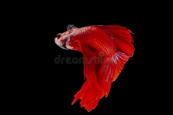 战斗的鱼,红色的鱼向一bl一ckb一ckground,颜色Si一mese无花果