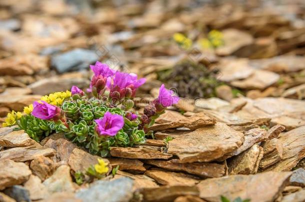 粉红色的花<strong>石头山</strong>特写镜头