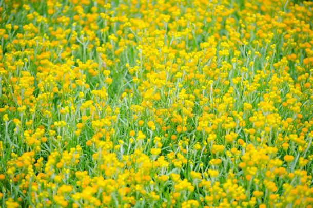 油菜籽油明亮的-黄色的开花采用一spr采用gse一son一g一rden