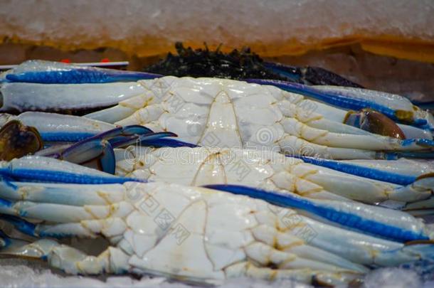 新鲜的蓝色游泳者蟹向冰在海产食品交易,悉尼,澳大利亚