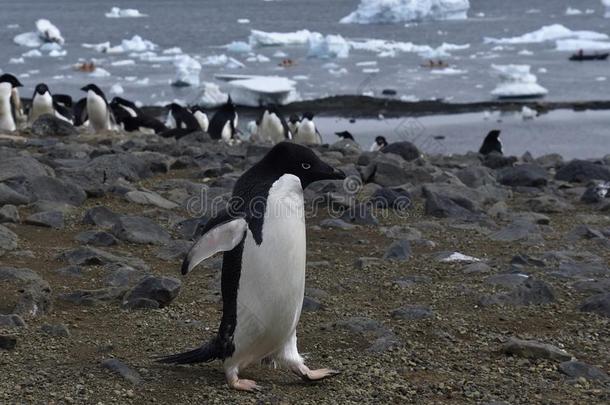 企鹅采用南极洲