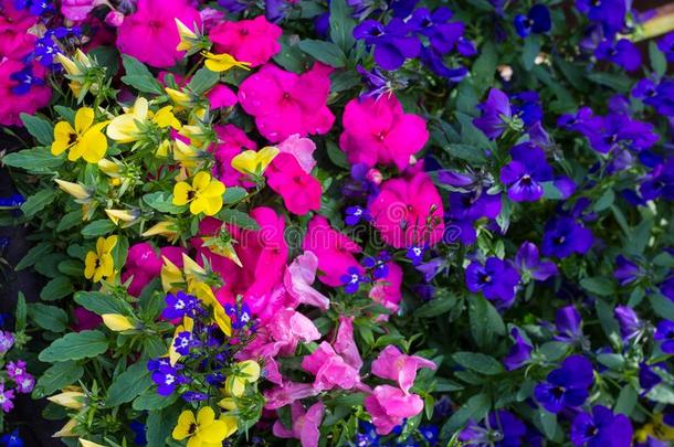 蓝色山梗莱属的植物,紫罗兰矮牵牛和粉红色的忙碌的丽<strong>萃</strong>。,花的后座议员