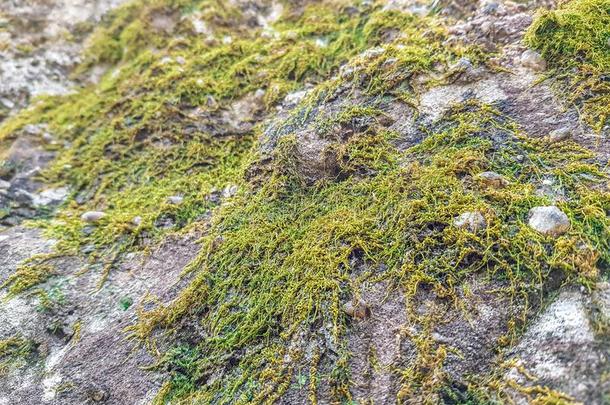 绿色的苔藓非-脉管的植物种植向指已提到的人死去的记录