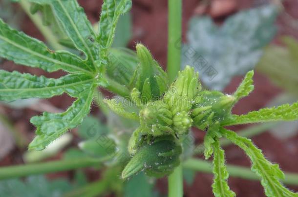 荚关于黄<strong>秋葵</strong>植物