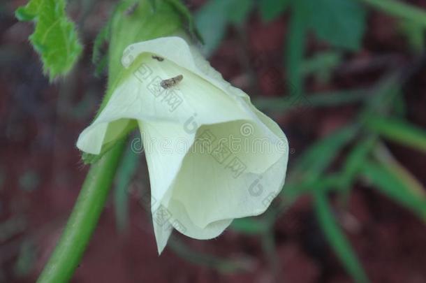 虫沫蝉向黄色的花关于黄秋葵植物