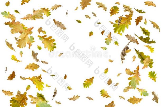 边框架关于富有色彩的秋树叶隔离的向白色的