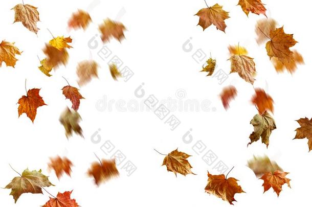 边框架关于富有色彩的秋树叶隔离的向白色的