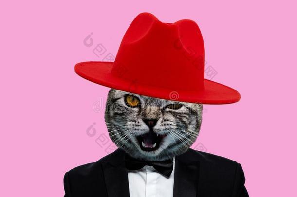 猫上端和红色的帽子和吸烟一套外衣