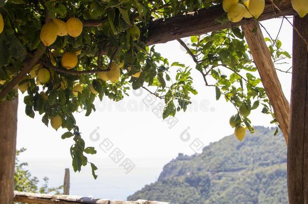 阿马尔菲<strong>柠檬树</strong>