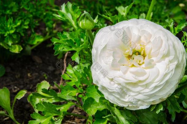 美丽的可爱的白色的毛茛属植物或毛茛花在百分制