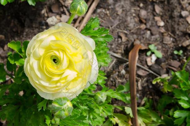 美丽的可爱的黄色的和乳霜毛茛属植物或毛茛花