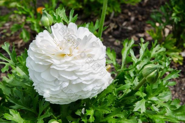 美丽的可爱的白色的毛茛属植物或毛茛花在百分制