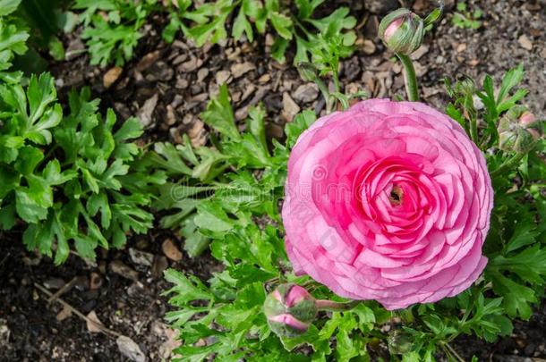 美丽的可爱的粉红色的毛茛属植物或毛茛花在一分钱
